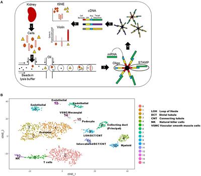 Evolving Clinical Applications of Tissue Transcriptomics in Kidney Disease